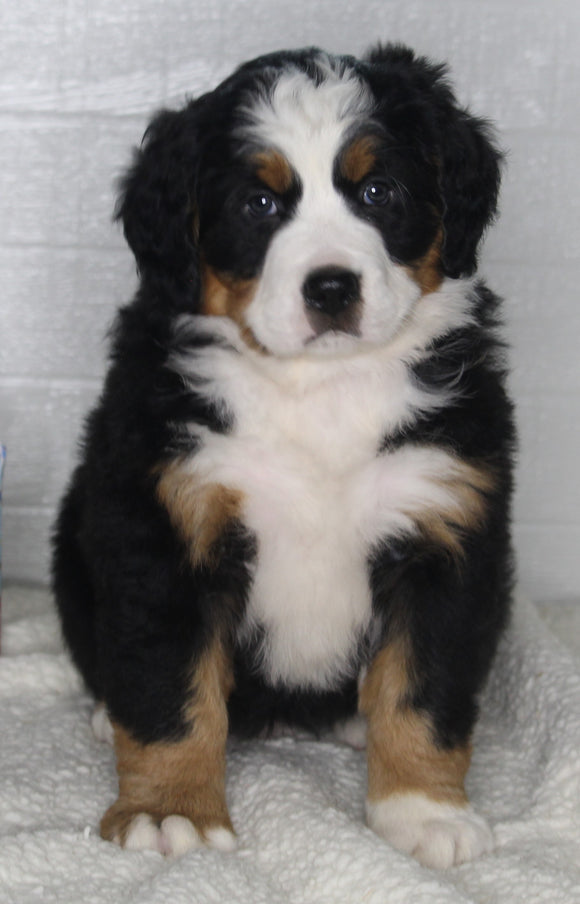 AKC Registered Bernese Mountain Dog For Sale Millersburg OH Female-Jill