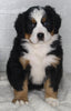 AKC Registered Bernese Mountain Dog For Sale Millersburg OH Female-Jill
