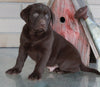 AKC Registered Labrador Retriever For Sale Sugarcreek OH Male-Bear