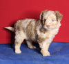 Mini Aussiedoodle For Sale Millersburg OH Male-Ollie