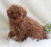 AKC Registered Miniature Poodle For Sale Millersburg OH Female-Fluffy