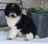 AKC Registered Moyen Poodle For Sale Wooster OH Female-Alexa