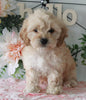 Cockapoo For Sale Holmesville OH Female-Kayla