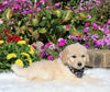 Goldendoodle For Sale Sugarcreek OH Male-Charley