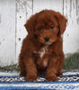 AKC Registered Mini Poodle For Sale Millersburg OH Male-Ranger