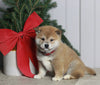 AKC Registered Shiba Inu For Sale Dundee OH Male-Teddy