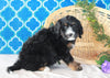 Bernedoodle For Sale Sugarcreek, OH Male- Rocky