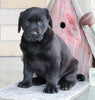 ACA Registered Labrador Retriever For Sale Sugarcreek, OH Male- Duke