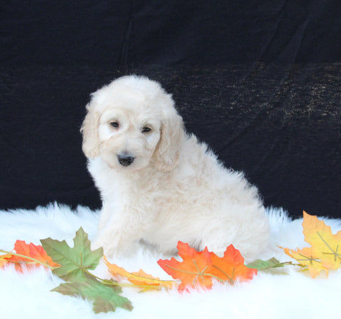 Medium F1B Labradoodle For Sale Millersburg OH Male-Henry