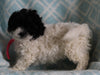 Shih-Poo For Sale Applecreek OH Female-Daisy