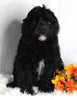 F1B Medium Labradoodle For Sale Millersburg OH Male-Fred SOLD