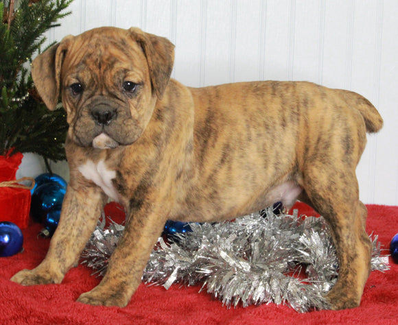 Boxer/Bulldog For Sale Fredericksburg OH Male-Keegan