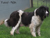 AKC Newfoundland For Sale Millersburg OH -Female Molly
