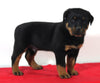 AKC Registered Rottweiler For Sale Wooster OH Male-Buddy