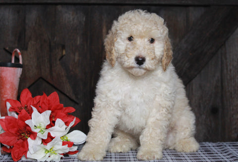 Mini F1BB Labradoodle For Sale Millersburg, OH Male- Zachary