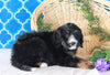 Bernedoodle For Sale Sugarcreek, OH Male- Rocky