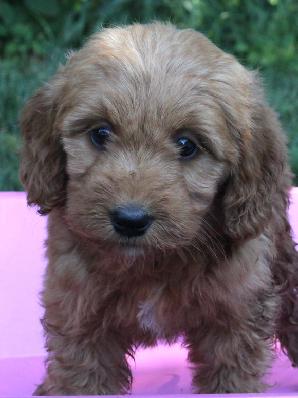 Mini Goldendoodle For Sale Millersburg OH Female-Polly