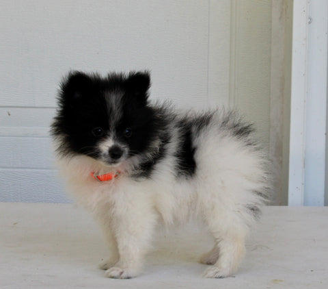 Pomeranian For Sale Fredericksburg OH Female-Dixie