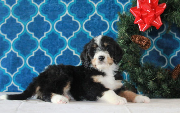 Bernedoodle (Standard) For Sale Sugarcreek, OH Female- Star