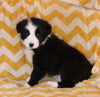 ABCA Registered Border Collie For Sale Warsaw OH Male-Rex