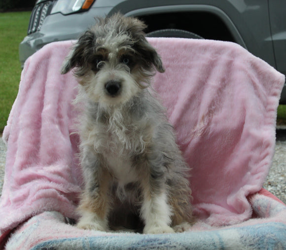 Mini Aussiedoodle For Sale Millersburg OH Female-Chloe