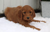Standard Goldendoodle For Sale Shreve OH Male-Rudy