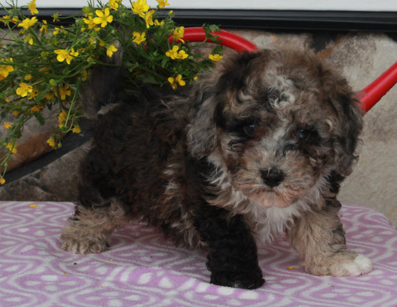 ACA Registered Mini Poodle For Sale Sugarcreek OH Male-Keith