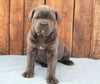 AKC Registered Cane Corso For Sale Wooster, OH Female- Lady