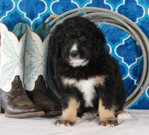 Bernedoodle For Sale Sugarcreek OH Male-Trevor