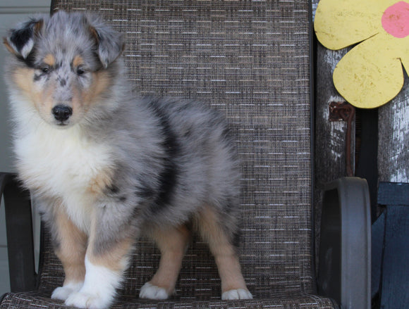 Collie Lassie For Sale Fredericksburg OH Male-Ralph