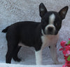 AKC Registered Boston Terrier For Sale Warsaw OH -Female Florance