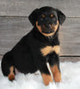 AKC Registered Rottweiler For Sale Applecreek OH -Female Shelly