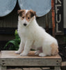 AKC Registered Collie Lassie For Sale Fredricksburg OH Male-Hunter