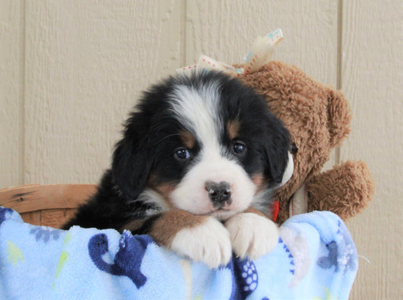 AKC Registered Bernese Mountain Dog For Sale Brinkhaven, OH Male- Rocky