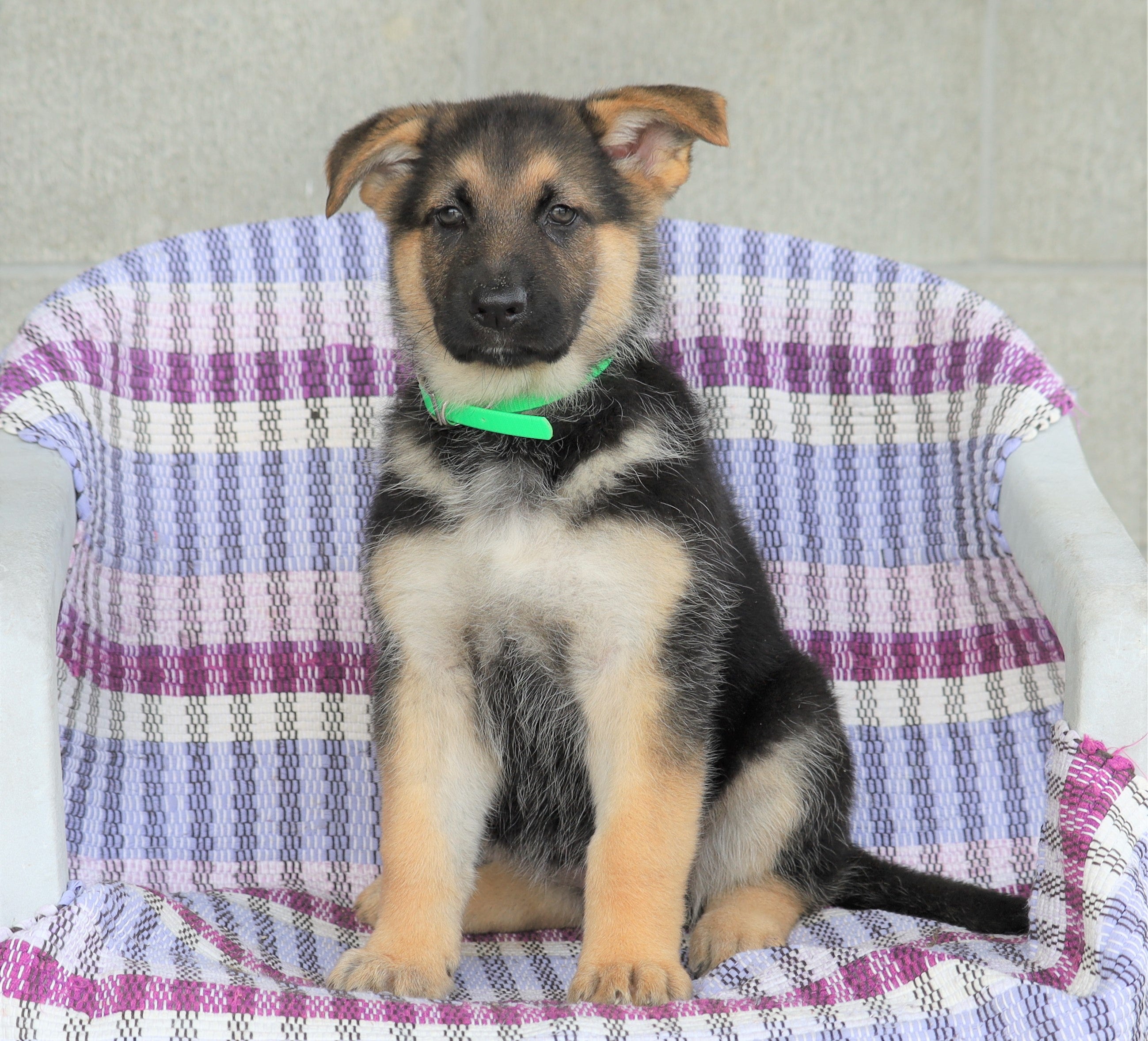 AKC Registered German Shepherd For Sale Sugarcreek, OH Female- Angel ...