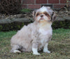 Shih Tzu For Sale Millersburg, OH Male- Spotty *House Trained*