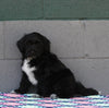 AKC Registered Portuguese Water Dog For Sale Fredricksburg OH Female-Ember