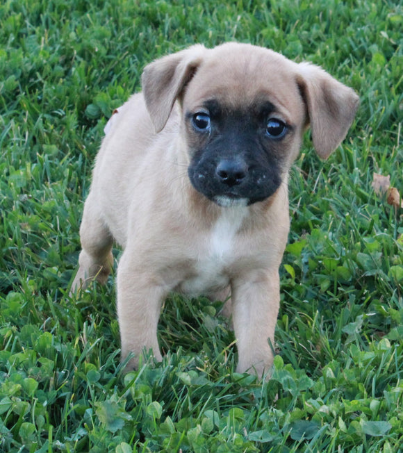 Puggle For Sale Sugarcreek OH Male-Tyler