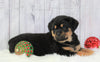 AKC Registered Rottweiler For Sale Holmesville, OH Male- Brock
