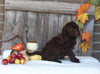 F1B Medium Labradoodle For Sale Millersburg OH Female-Fanny