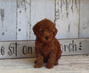 AKC Registered Toy Poodle For Sale Millersburg OH Female-Hope