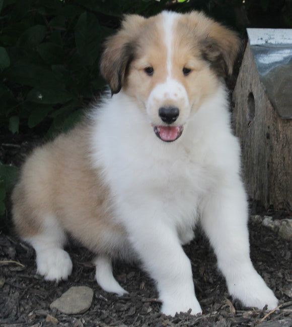 AKC Registered Lassie Collie For Sale Millersburg OH Male-Waylon