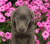 AKC Registered Labrador Retriever For Sale Millersburg OH Female-Isabella