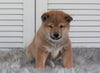 AKC Registered Shiba Inu For Sale Millersburg, OH Male- Rex