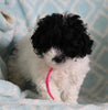 Shih-Poo For Sale Applecreek OH Female-Daisy