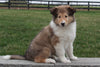 Collie (Lassie) For Sale Fredricksberg OH, Betty