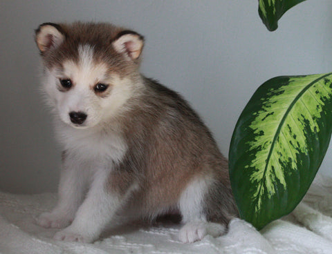 Pomsky For Sale Fredericksburg, OH Female- Dani