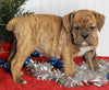 Boxer/Bulldog For Sale Fredericksburg OH Male-Keegan
