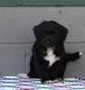 AKC Registered Portuguese Water Dog For Sale Fredricksburg OH Female-Ember