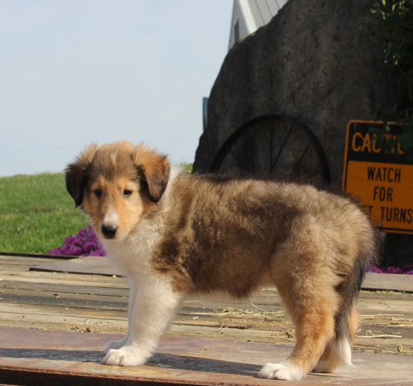 Collie Lassie For Sale Fredericksburg OH Male-Gavin